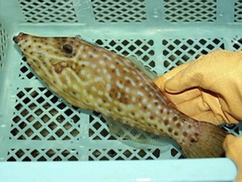    Bắt được cá lạ độc gấp 50 lần cá nóc