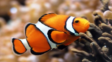 Cá nhỏ hơn vì biến đổi khí hậu