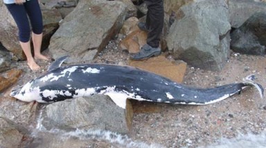  Cá heo chết tại biển Vũng Tàu