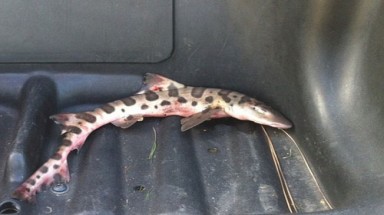  Cá mập da beo từ trên trời rớt xuống... sân golf