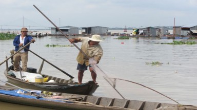  Vĩnh Long: Cá sổng bè, người dân đổ xô “hôi của”