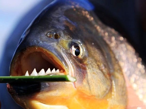 "Cá ăn thịt người" lại xuất hiện ở Trung Quốc