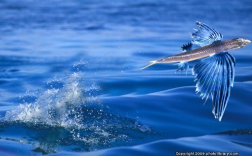  Phát hiện cá bay cổ nhất trên thế giới 