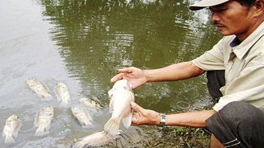  Thừa Thiên-Huế: Cá chết hàng loạt, người nuôi lao đao 