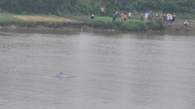 Cá heo ”nhảy múa” trên sông Thái Bình