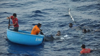   Giải cứu cá heo