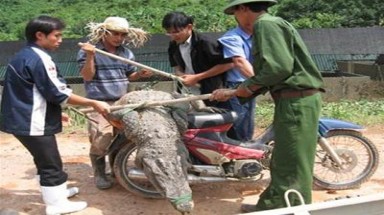 Cà Mau: Cá sấu sổng chuồng vượt quốc lộ, bị đập chết