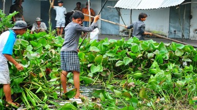  Cà Mau: Truy lùng 6 con cá sấu sổng chuồng cuối cùng
