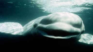  Cá voi nói được tiếng người