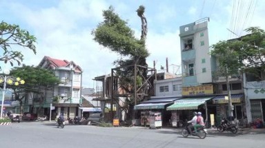 Đồng Tháp: Chi hơn nửa tỉ đồng để bảo tồn cây da 100 tuổi
