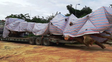 Cây "quái thú" bị bắt giữ ở Quảng Bình từng được bán đấu giá ở Quảng Ngãi