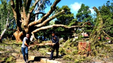 Nên “để tang” cho các Cụ cây Di sản như thế nào?