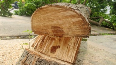   Cây sưa lớn nhất Việt Nam bị lâm tặc đốn hạ