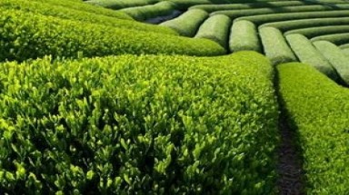  Thái Nguyên: Phát triển vùng chè đặc sản Tân Cương