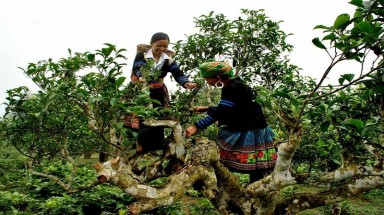 Thêm 200 cây Chè Shan tuyết cổ thụ ở tỉnh Sơn La lọt vào danh sách Cây Di sản Việt Nam