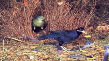  Chim lấy cắp đồ vật để ”cưa gái”