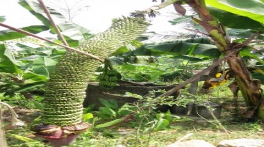 Buồng chuối "khủng" hơn 200 nải ở Nghệ An