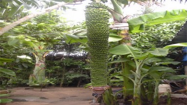 Buồng chuối dài 176 nải