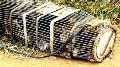 Bắt 60 con chuột, thưởng "nóng" 1 điện thoại di động
