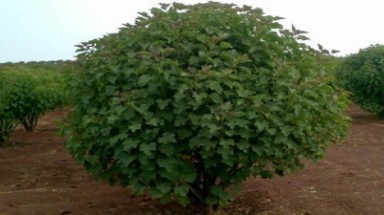 Cây cọc rào góp phần giải quyết biến đổi khí hậu