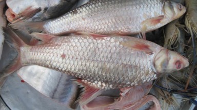 Đặc sản cá cóc sông Tiền