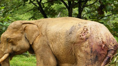  Voi Bản Đôn bị chém 200 nhát