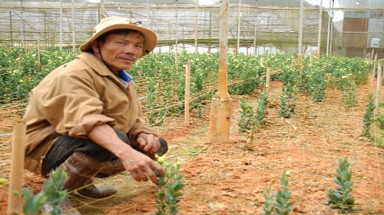  Xông vào vườn dân “cưỡng chế”... hoa