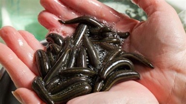 Loạn tin đồn về... đỉa