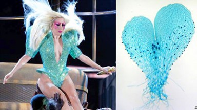 Ngôi sao nhạc pop Lady Gaga được đặt tên cho cây dương xỉ
