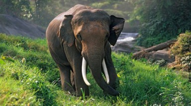 Cà phê phân voi Thái Lan "thách thức" cà phê chồn