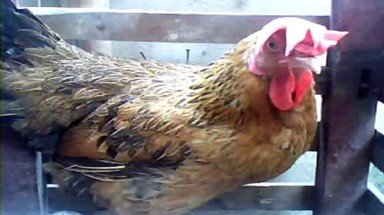  Gà mái có mào, cất tiếng gáy như gà trống