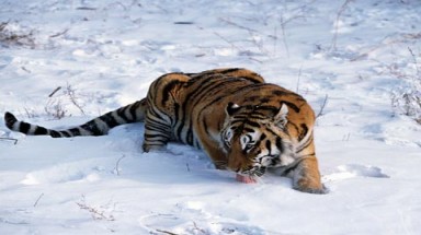  10 loài động vật có nguy cơ tuyệt chủng hiên nay