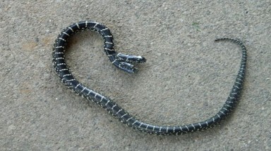  Phát hiện rắn hai đầu tí hon