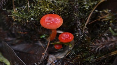 Những sinh vật gây tò mò nhất thế giới