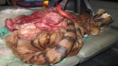 Ôtô vận chuyển xác hổ gần 100kg