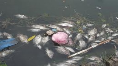 Thanh Hóa: Cá chết hàng loạt, thiệt hại hàng tỉ đồng