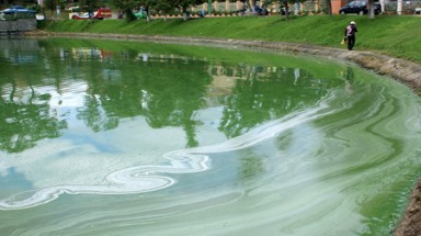  Đà Lạt: Nước hồ Xuân Hương bỗng đổi màu !