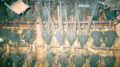  Khẩn cấp ứng cứu động vật quý hiếm