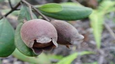 Lạng Sơn "đổ xô" khai thác rễ sim bán sang Trung Quốc