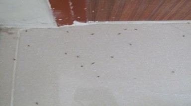   Kiến ba khoang vào “mùa”, nhiều người lo sốt vó