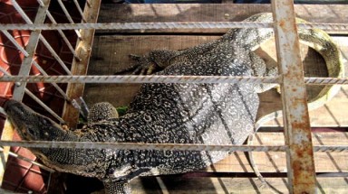  Kỳ đà khổng lồ Cà Mau được rao bán 40 triệu đồng