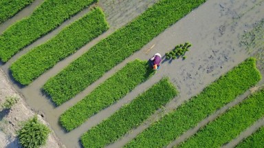  Giống lúa có thể sống bằng nước biển nuôi sống 200 triệu người
