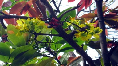 "Lạ":  Mai vàng nở rực cuối thu
