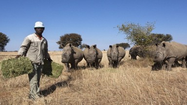  Cảnh giác chiêu lừa mới: Mời nuôi tê giác lấy sừng