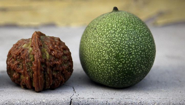  Quả óc chó "gây sốt" người dùng Singapore