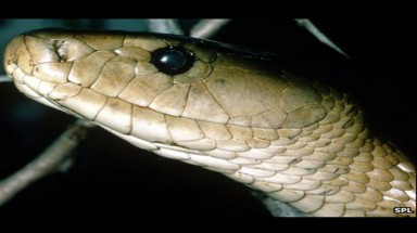 Thuốc giảm đau thần kỳ từ nọc rắn độc