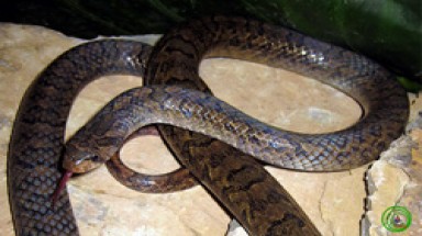  Phát hiện loài rắn mới ở Việt Nam