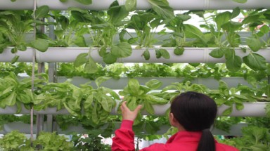  Công nghệ trồng rau sạch cho nhà phố hút khách