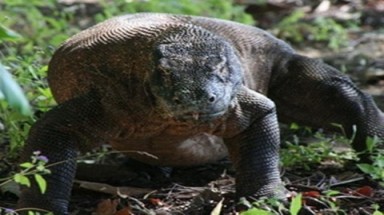 Rồng Komodo lại tấn công người