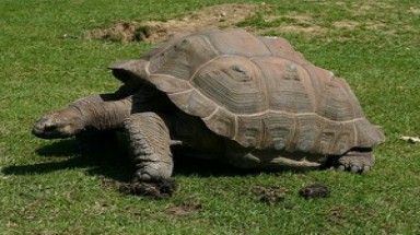  Đưa thêm hơn 400 loài động thực vật vào Sách Đỏ